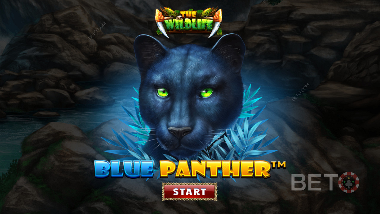 Durchstreifen Sie den Dschungel inmitten der nächtlichen Bestien des Blue Panther Slots